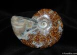 Beautiful Inch Polished Cleoniceras Ammonite #390-1